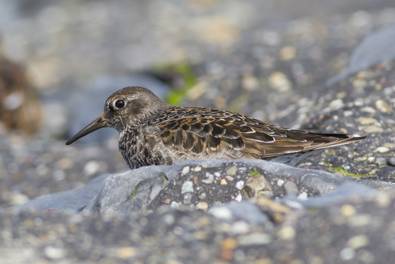 Purple Sandpiper / Paarse Strandloper