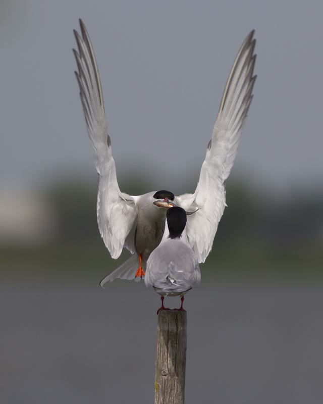 Common Tern, bringing courtship gift to female / Visdief biedt vis aan vrouwtje aan