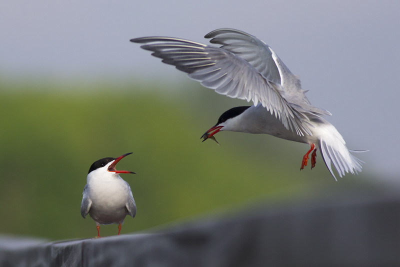 Common Tern, bringing courtship gift to female / Visdief biedt vis aan vrouwtje aan