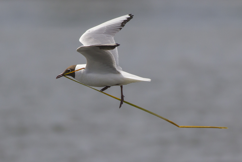 Black-headed Gull carrying nesting material / Kokmeeuw met nestmateriaal