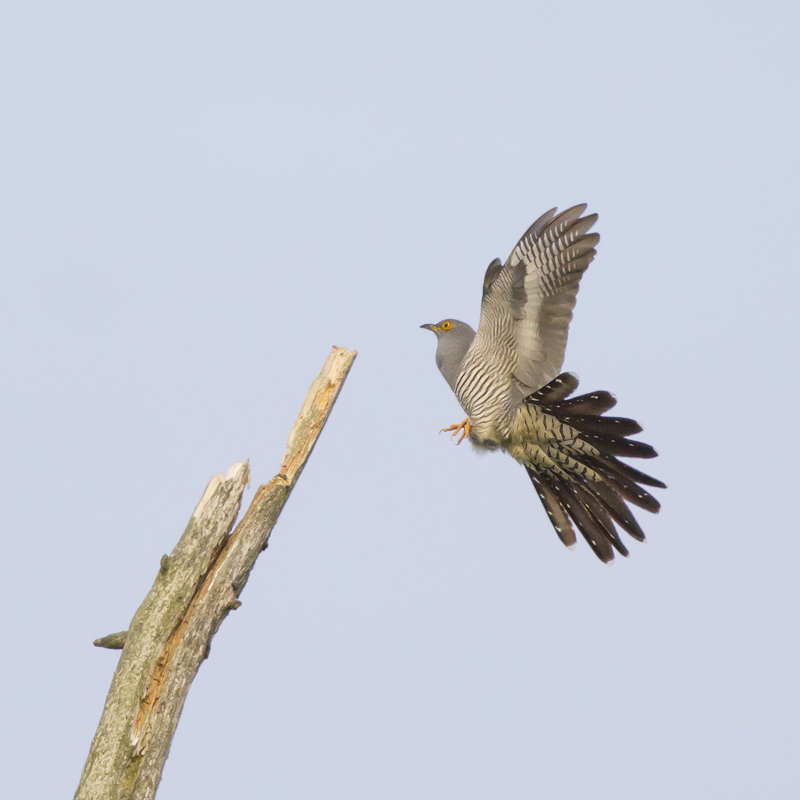 Koekoek / Common Cuckoo