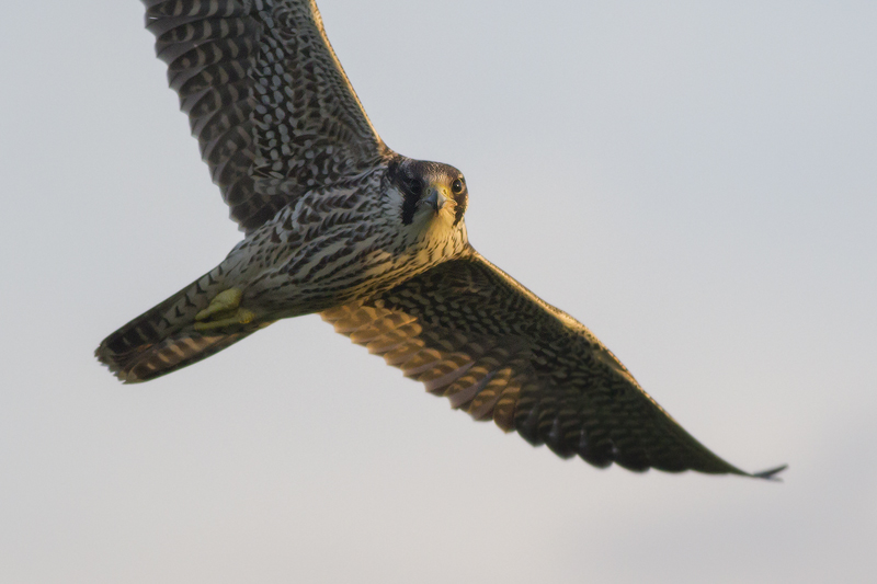 Birds in 2017