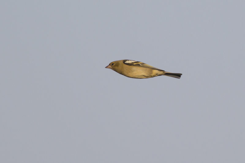 migrating Chaffinch / Vink op trek