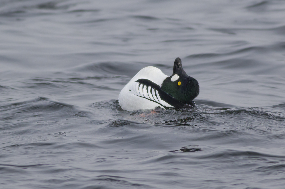 Common Goldeneye