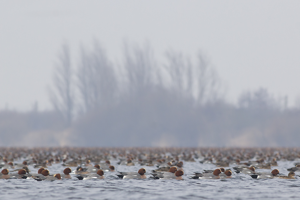 Eurasian Wigeons / Smienten