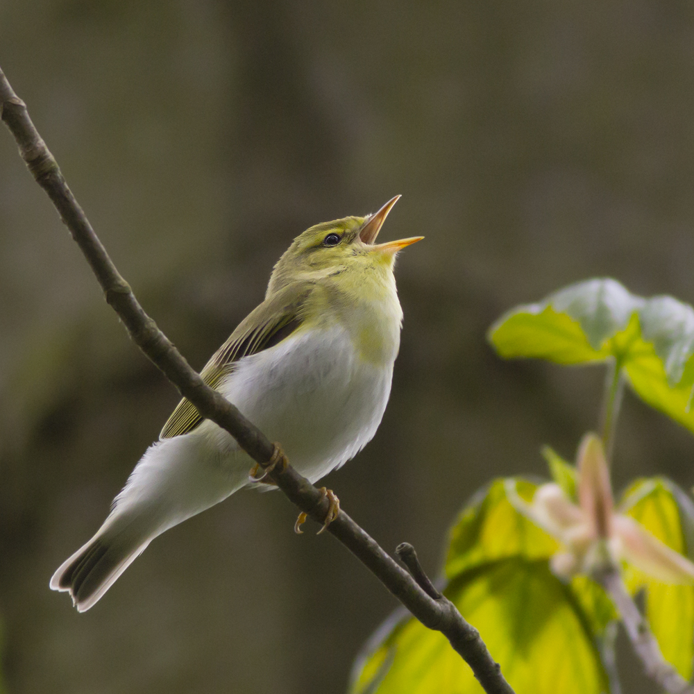 Wood Warbler / Fluiter