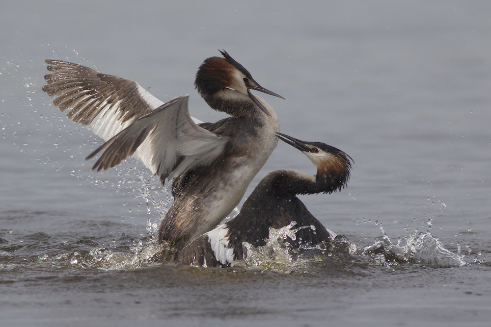 fighting Great Crested Grebes / vechtende Futen