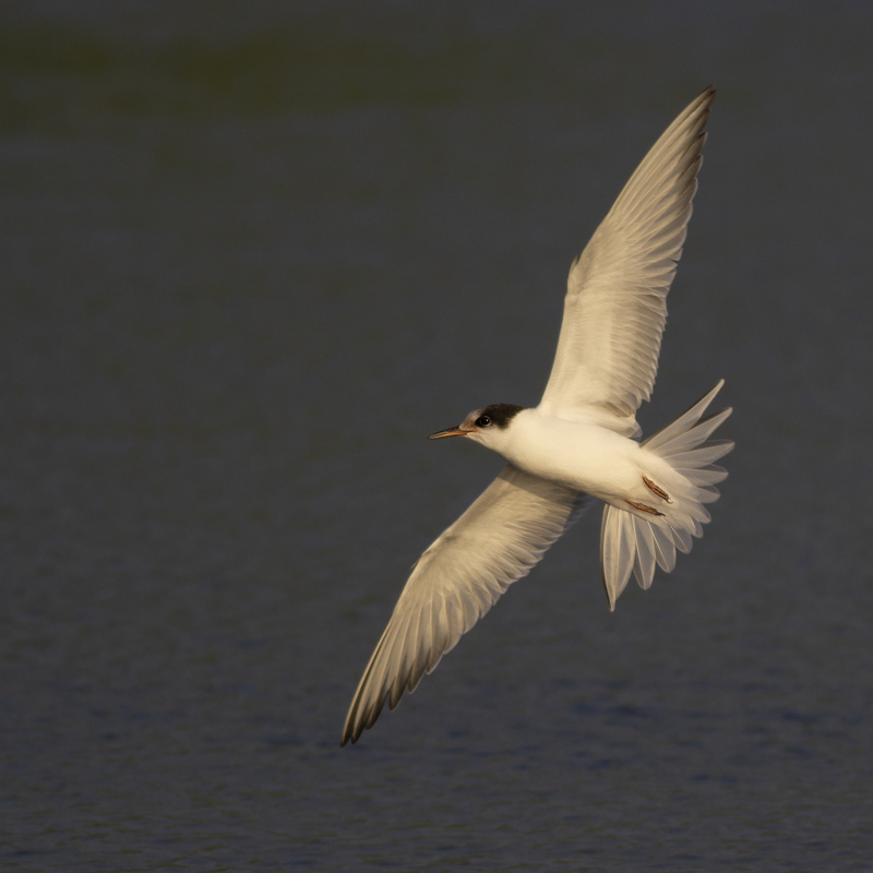 juvenile Common Tern / juveniele Visdief