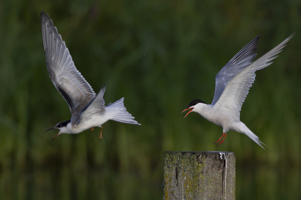 Common Terns / Visdieven