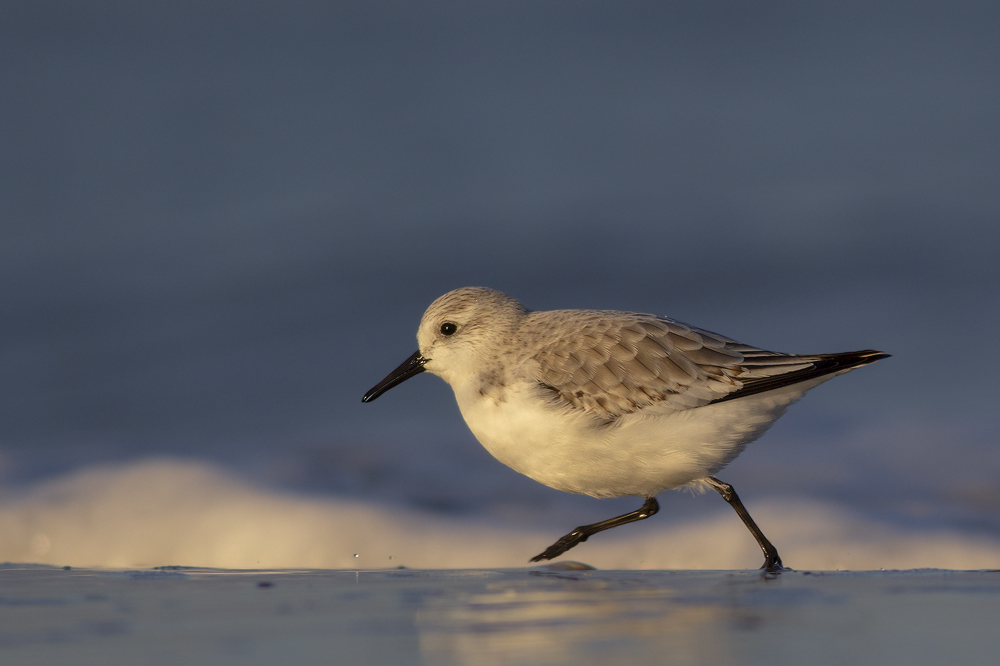 Sanderling / Drieteenstrandloper