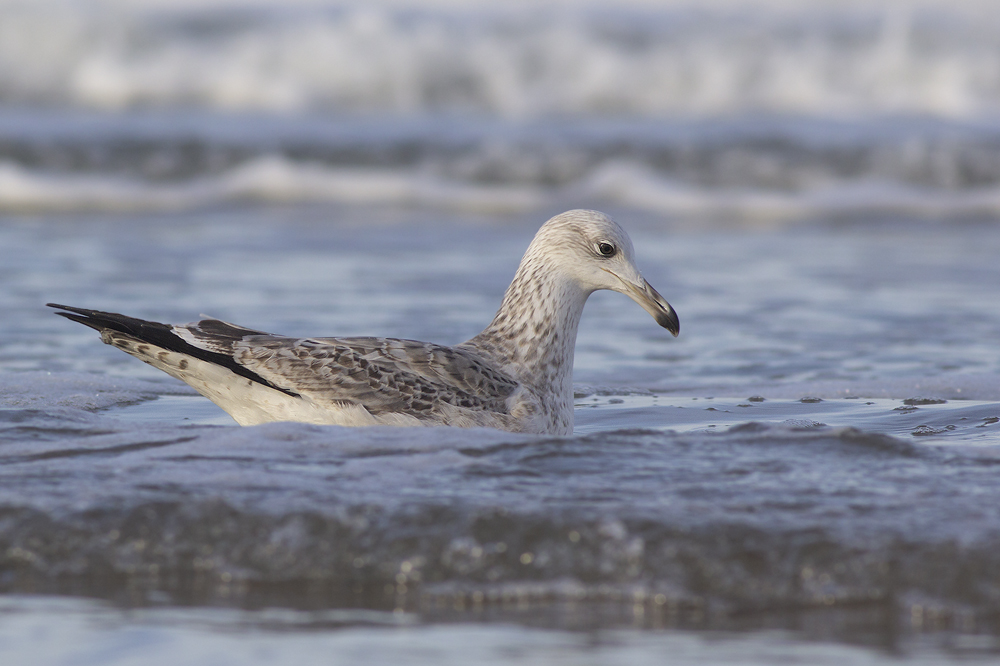 Caspian Gull / Pontische Meeuw