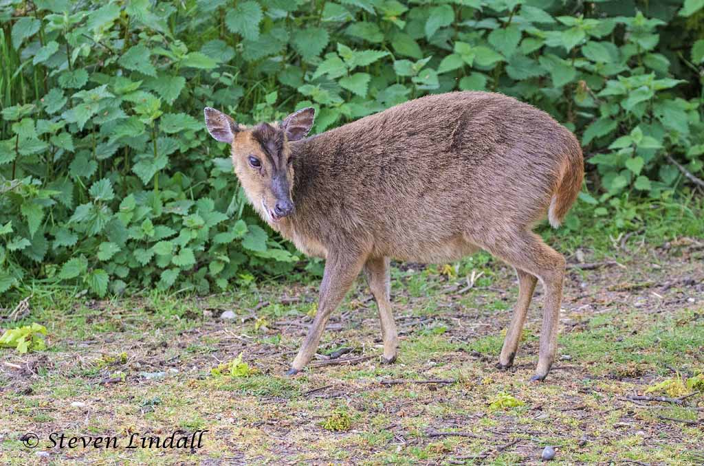 Muntjac