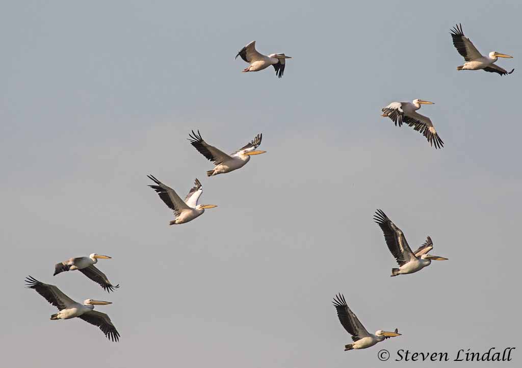 Great White Pelicans