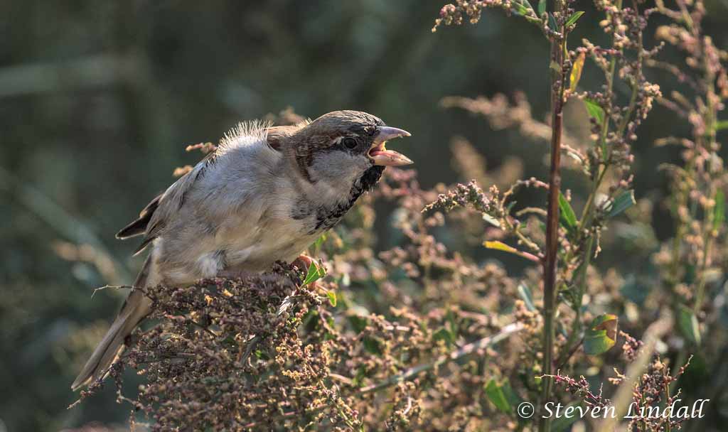 House Sparrow