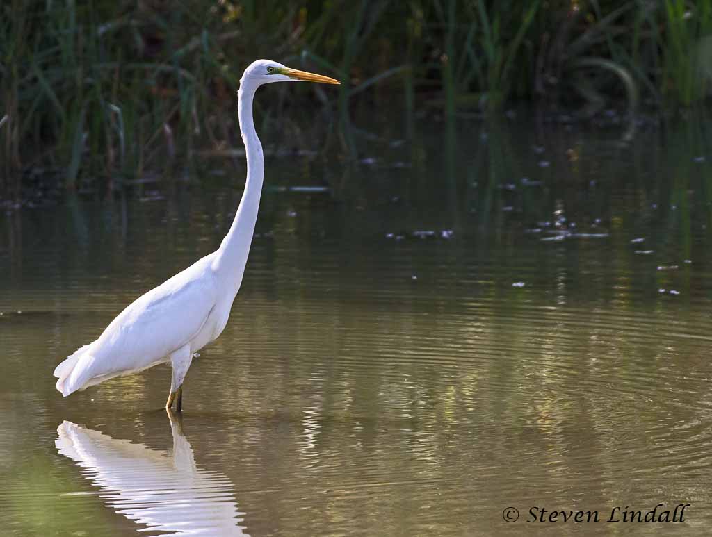 Great White Egret