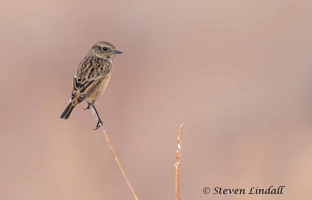 Whinchat (female)