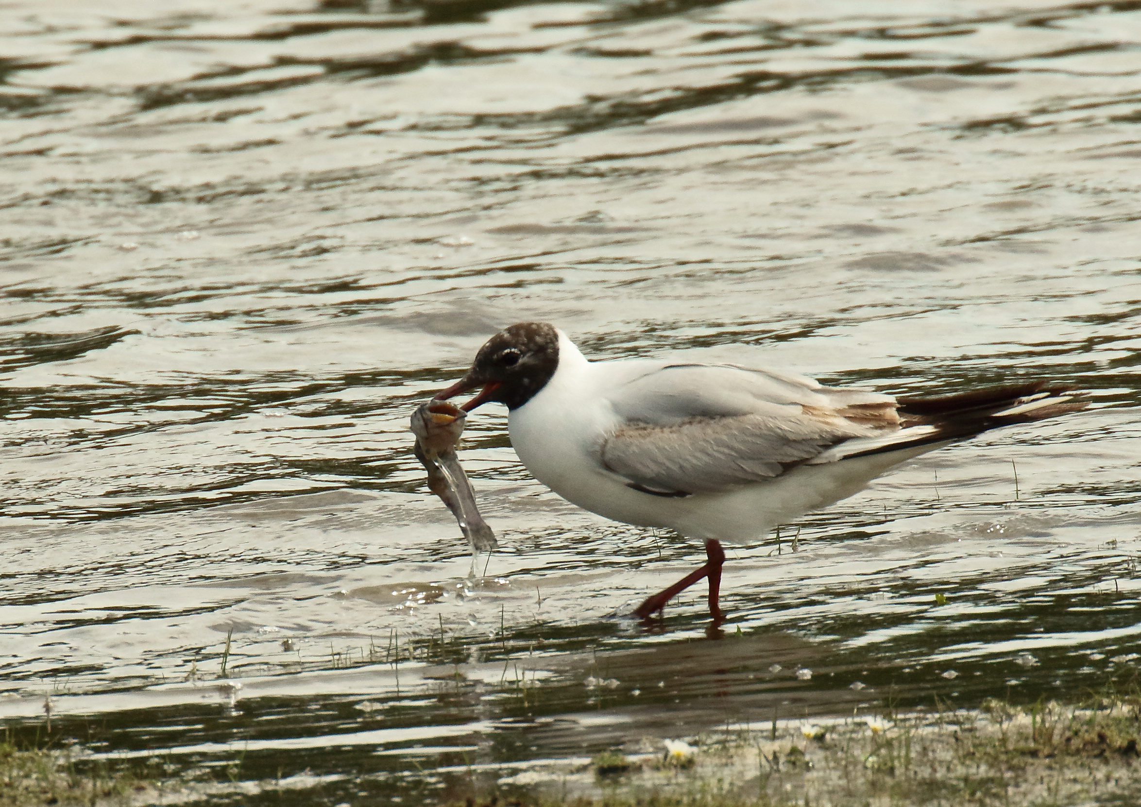 7D2_12253-beaumont-MRpoisson-reca.JPG