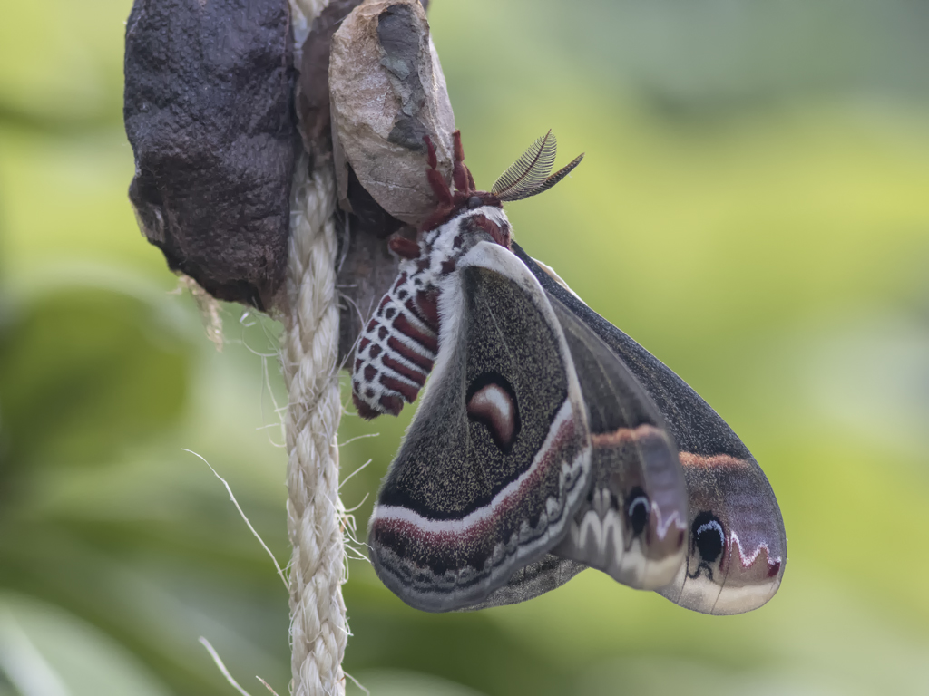 Saturnie ccropia / Cecropia Silkworm (Hyalophora cecropia)