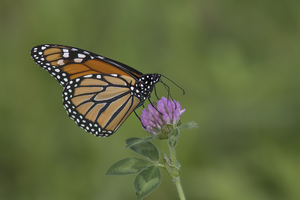 Monarque / Monarch (Danaus plexipus)