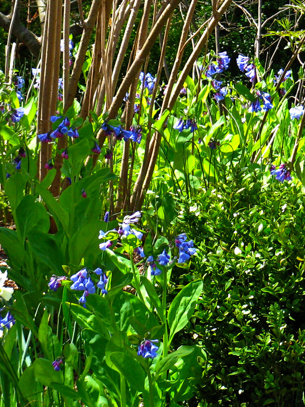 Spring Flowers0090cr