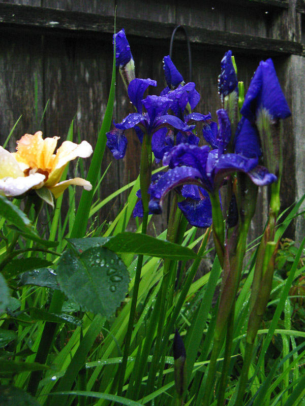 Siberian Iris<br />0244