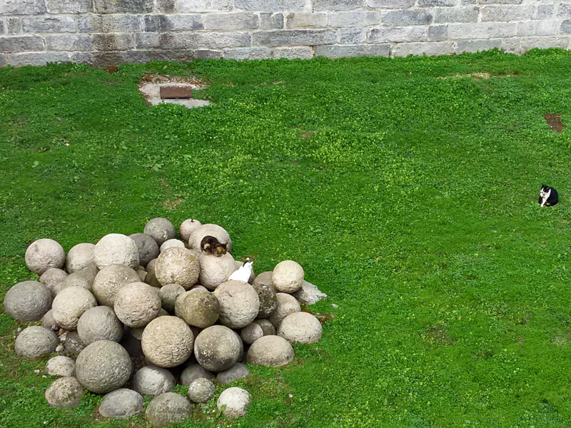 Cats Among the Cannon Balls133638