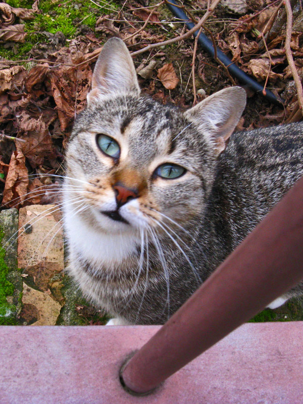 Kitty in the Garden0477