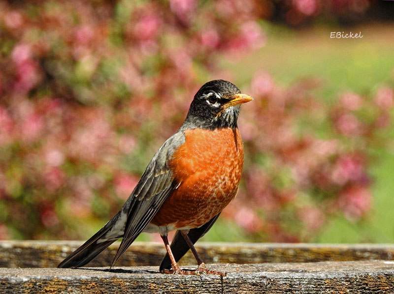 April Robin 4-06-17