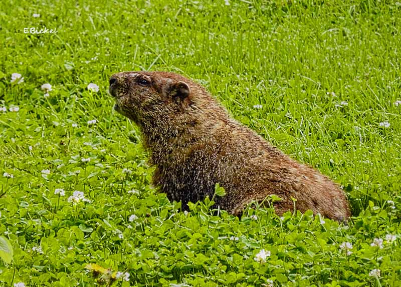 Groundhog 2017