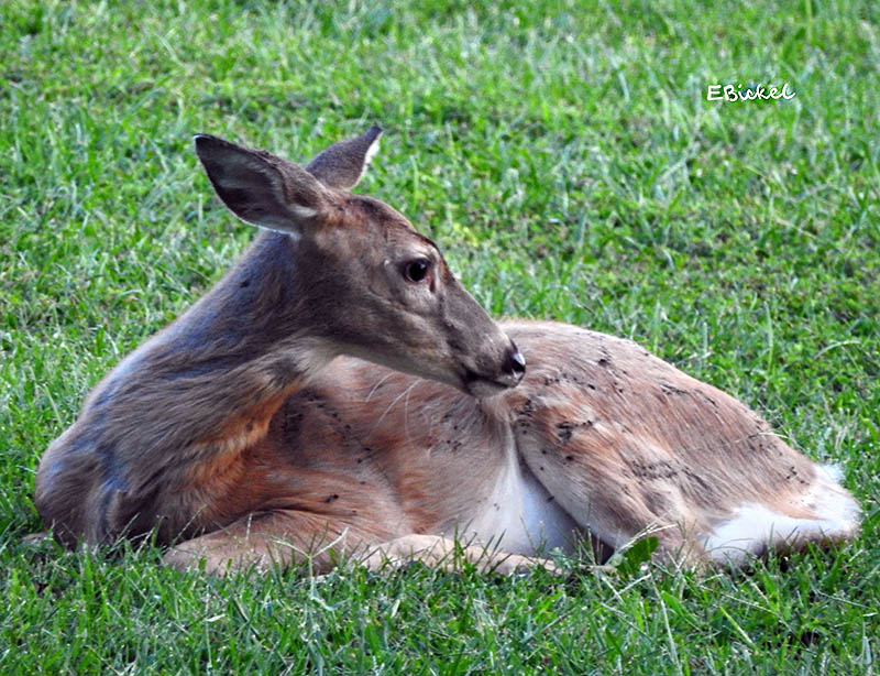 Spring Fawn 