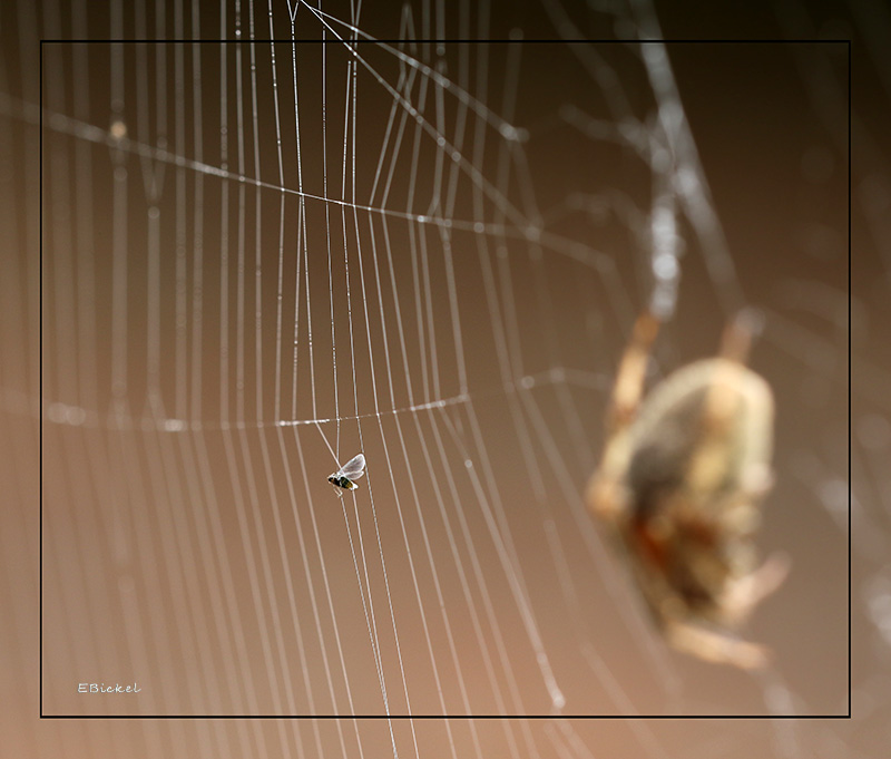 The Spider