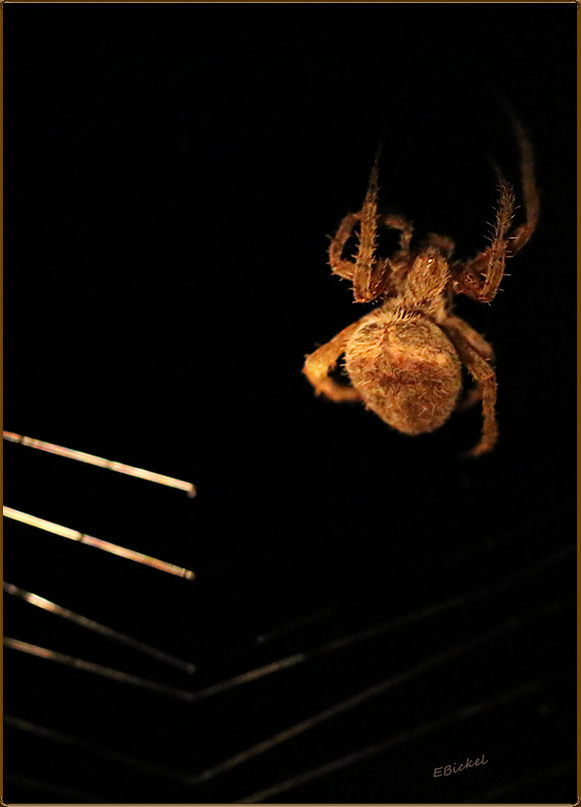 The Spider