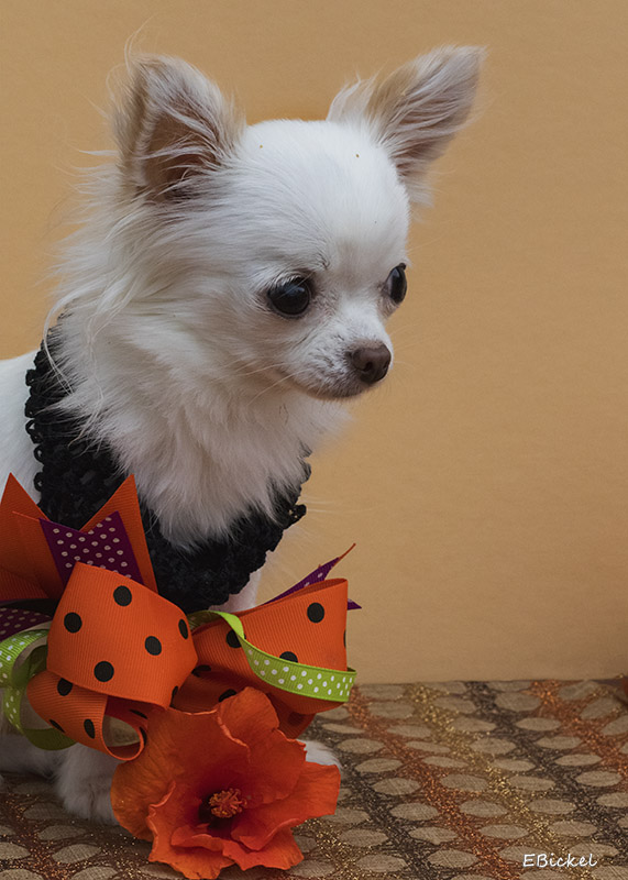 Halloween Time