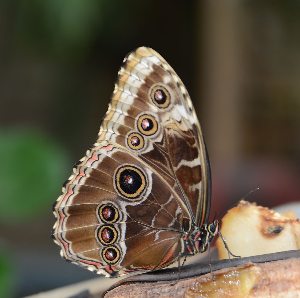 Blue Morpho Butterfly