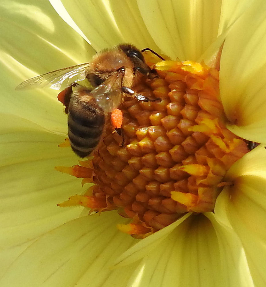 Bee on a Dahlia.