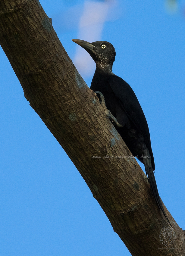 Northern Sooty Woodpecker (female) <i>(Mulleripicus funebris)<i/>