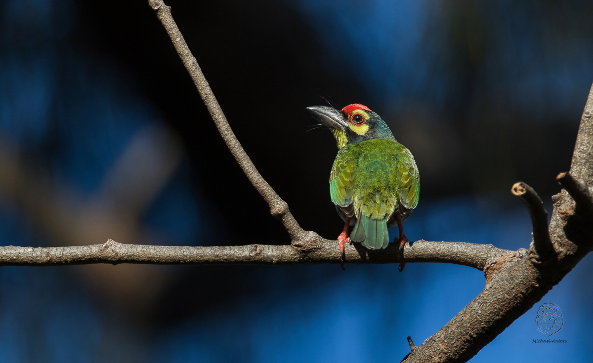 Coppersmith Barbet <i>(Megalaima haemacephala)<i/>