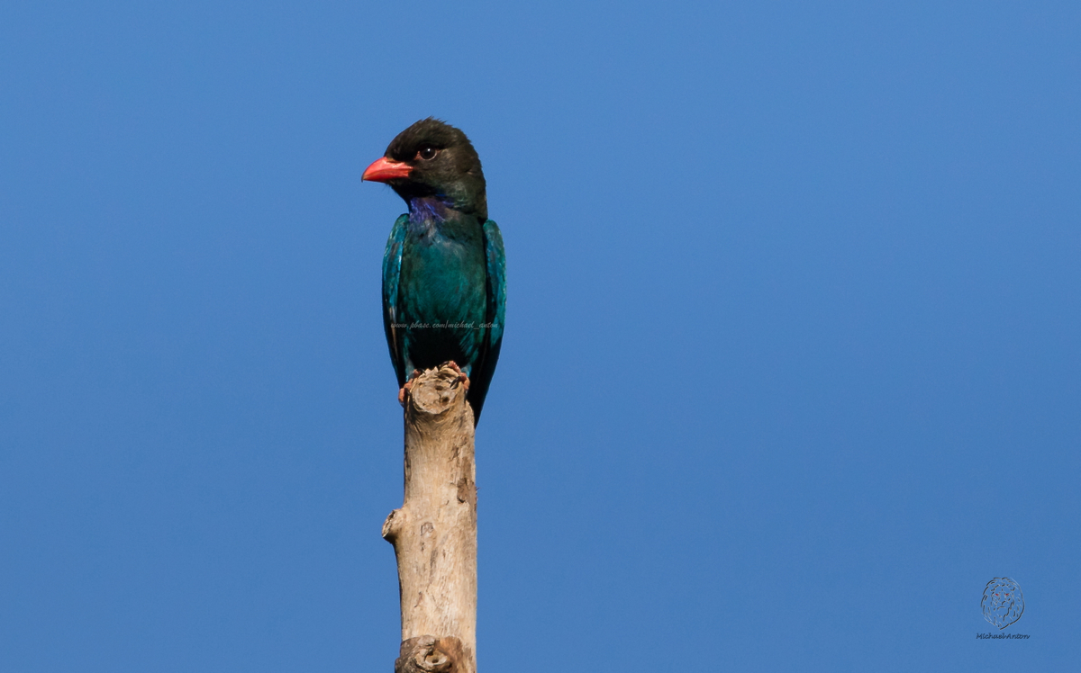 Dollarbird (Eurystomus orientalis)
