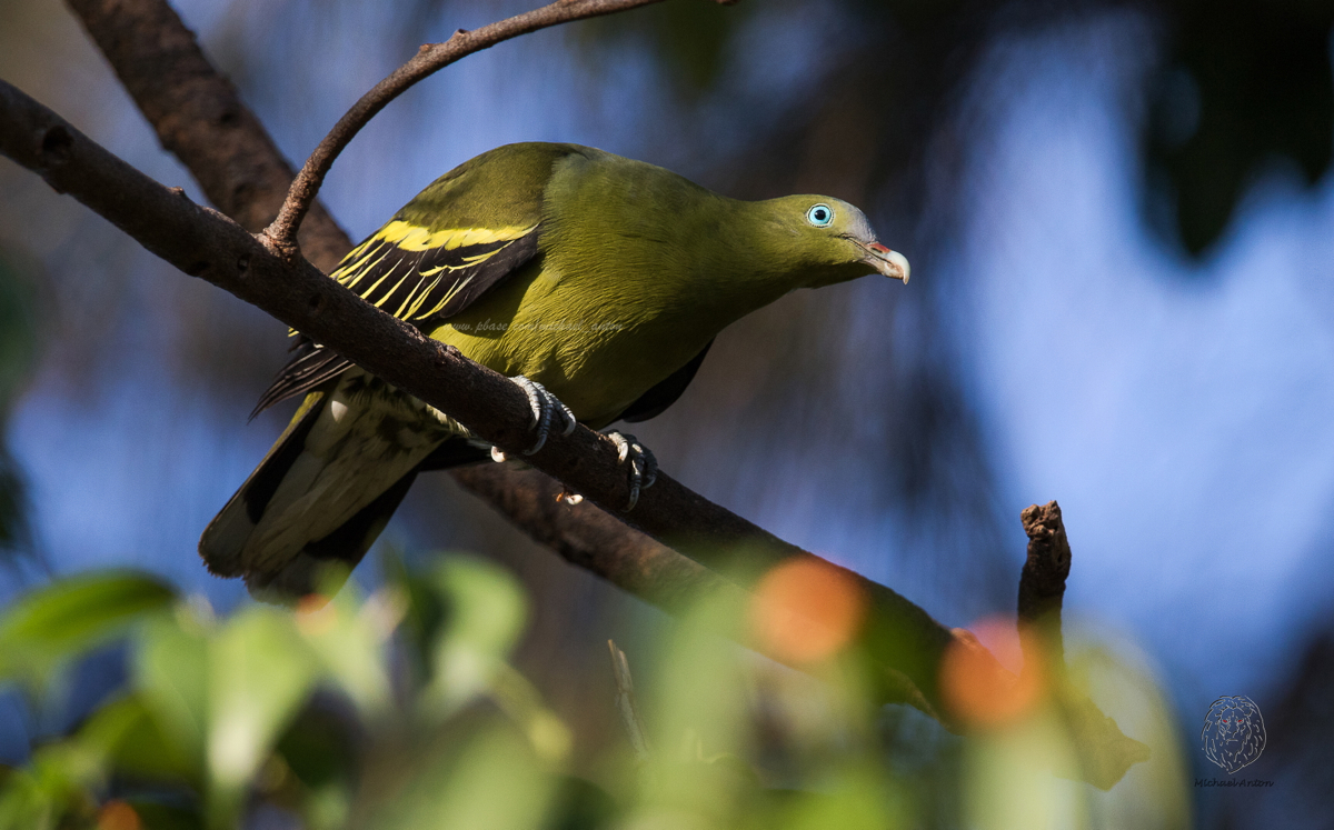 Philippine Green Pigeon <i>(Treron axillaris)<i/>