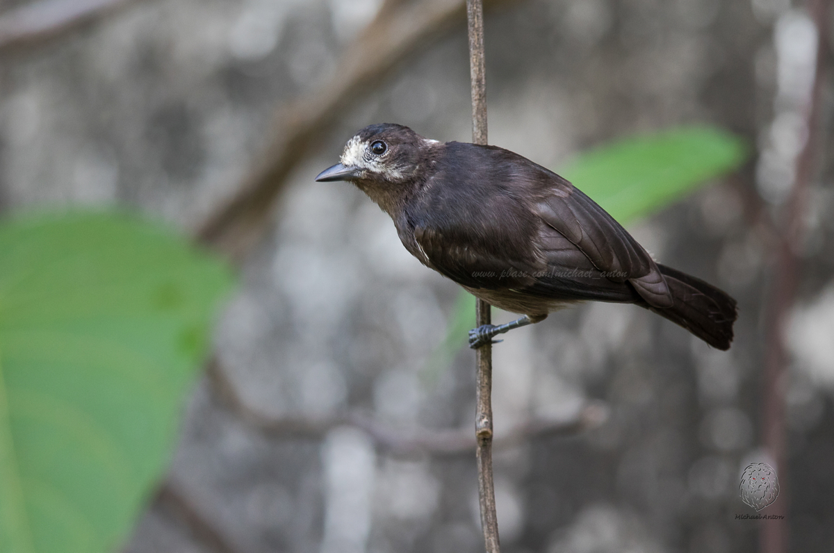 White-fronted Tit (JUV)  <i>(Parus semilarvatus)<i/>