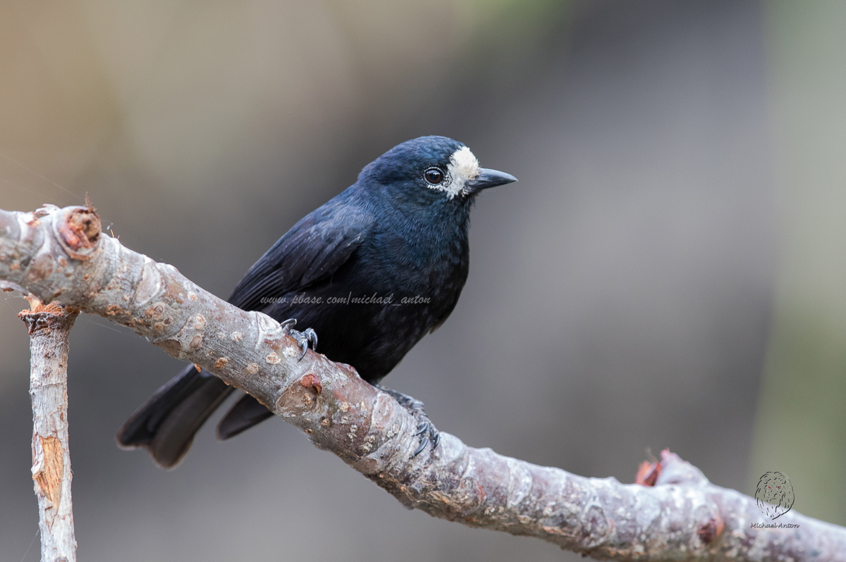 White-fronted Tit  <i>(Parus semilarvatus)<i/>