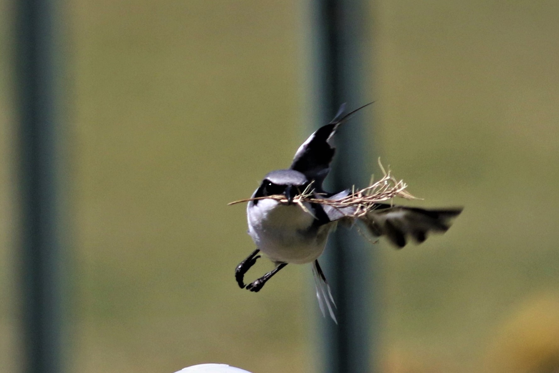 Loggerhead Shrike in flight with nesting meterial!
