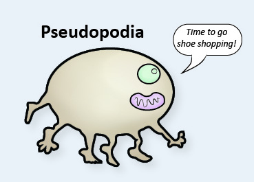 pseudopodia