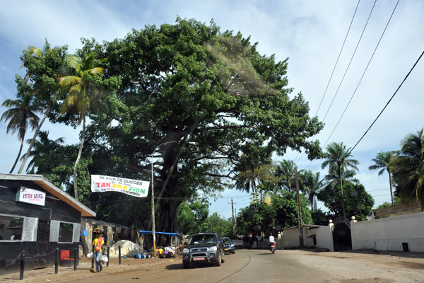 Tropical tree in Conakry
