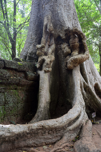 Cambodia Nov17 1191.jpg