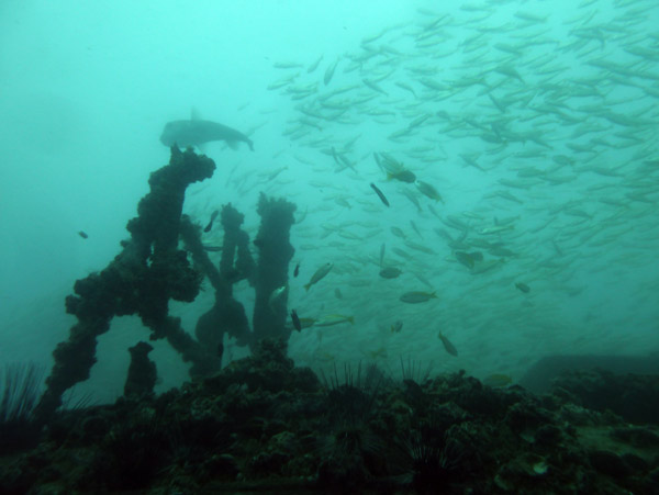 ThailandDive Nov17 0397.jpg