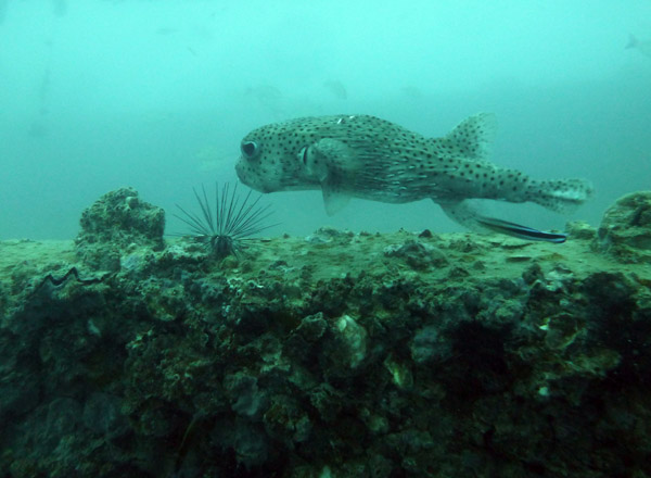 ThailandDive Nov17 0399.jpg