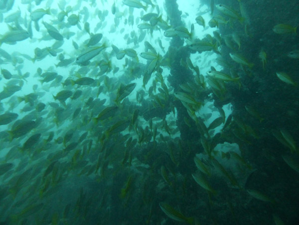 ThailandDive Nov17 0405.jpg