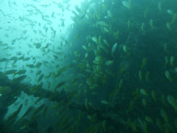 ThailandDive Nov17 0408.jpg