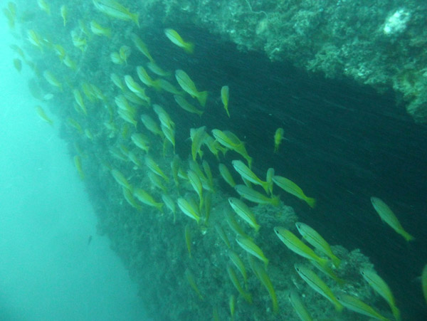 ThailandDive Nov17 0411.jpg